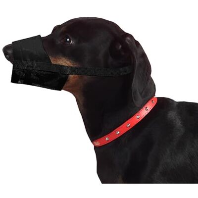 Dingo Waldemar Rutkowski Dingo 16773 Muselière en Nylon pour Jack Russell, Teckel, Chiot, Petites Races Dingo Waldemar Rutkowski Dingo 16773 Muselière en Nylon pour Jack Russell, Teckel, Chiot, Petites Races