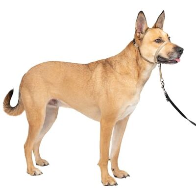 PetSafe Gentle Leader Licol avec DVD de Formation (français non garanti) PetSafe Gentle Leader Licol avec DVD de Formation (français non garanti)