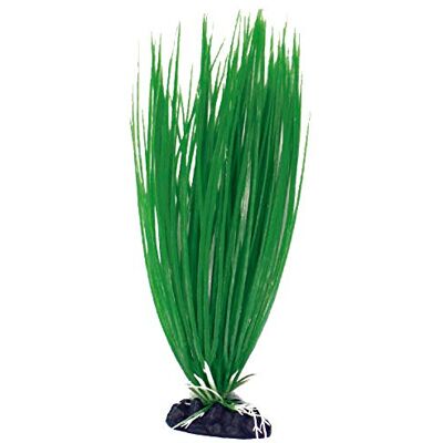 Amtra WAVE Acorus Plante Classique pour Aquariophilie Taille L Amtra WAVE Acorus Plante Classique pour Aquariophilie Taille L