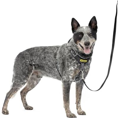 PetSafe Easy Walk Harnais confortable anti-traction pour chien – Harnais de dressage pour meilleure marche – Design rembourré – Tissu durable – Ajustement réglable à 5 points – Entraînement quotidien PetSafe Easy Walk Harnais confortable anti-traction pour chien – Harnais de dressage pour meilleure marche – Design rembourré – Tissu durable – Ajustement réglable à 5 points – Entraînement quotidien