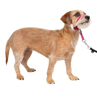 PetSafe Gentle Leader Licol anti-traction pour chien – La solution ultime pour tirer – Redirige la traction de votre chien pour des promenades plus faciles – Vous aide à reprendre le contrôle – Taille PetSafe Gentle Leader Licol anti-traction pour chien – La solution ultime pour tirer – Redirige la traction de votre chien pour des promenades plus faciles – Vous aide à reprendre le contrôle – Taille