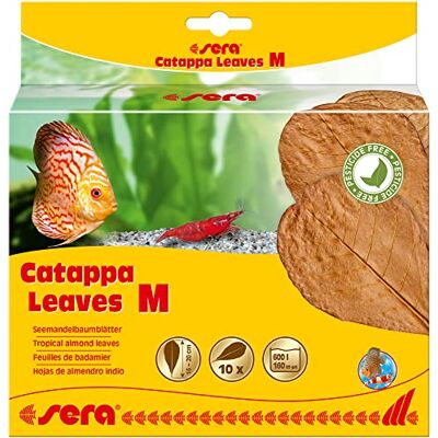 sera Catappa Leaves Taille M 16 – 20 cm 10 Unités sera Catappa Leaves Taille M 16 – 20 cm 10 Unités
