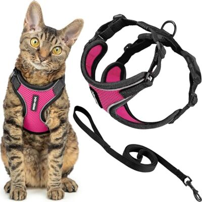 Best Pet Supplies Voyager Harnais et laisse pour chat avec coutures réfléchissantes, poignée en néoprène, pour les petits, moyens et grands chats pour promenade, bordure noire, fuchsia, taille S, 1,5 Best Pet Supplies Voyager Harnais et laisse pour chat avec coutures réfléchissantes, poignée en néoprène, pour les petits, moyens et grands chats pour promenade, bordure noire, fuchsia, taille S, 1,5