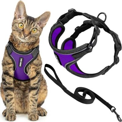 Best Pet Supplies Voyager Harnais et laisse pour chat avec coutures réfléchissantes, poignée en néoprène, pour les petits, moyens et grands chats pour promenade, bordure noire, violet, taille S, 1,5 m Best Pet Supplies Voyager Harnais et laisse pour chat avec coutures réfléchissantes, poignée en néoprène, pour les petits, moyens et grands chats pour promenade, bordure noire, violet, taille S, 1,5 m