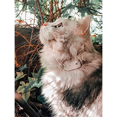 Girafus /Traceur Chat/sans Abonnement/Radio Localisateur -Non GPS/Mini Tracker pour Collier Chat Chien/Suivi Jusqu’à 4 Animaux/Fonctionne Aussi en Espace Clos / + Chargeur Inclus Girafus /Traceur Chat/sans Abonnement/Radio Localisateur -Non GPS/Mini Tracker pour Collier Chat Chien/Suivi Jusqu’à 4 Animaux/Fonctionne Aussi en Espace Clos / + Chargeur Inclus