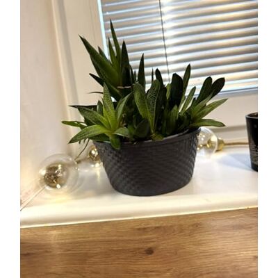 Kimmel Lot de 3 bacs à plantes, gris, 12 cm Kimmel Lot de 3 bacs à plantes, gris, 12 cm