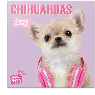 Grupo Erik Calendrier 2021 2022 Studio Pets Chiens, Chihuahua 16 Mois Calendrier Mural, De Septembre 2021 à Décembre 2022 30 x 60 cm, 6 langues, Certifié FSC Grupo Erik Calendrier 2021 2022 Studio Pets Chiens, Chihuahua 16 Mois Calendrier Mural, De Septembre 2021 à Décembre 2022 30 x 60 cm, 6 langues, Certifié FSC