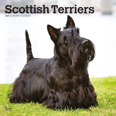 BrownTrout Scottish Terriers Calendrier mural mensuel carré 2025 30,5 x 61 cm Sans plastique Animaux petits écossais BrownTrout Scottish Terriers Calendrier mural mensuel carré 2025 30,5 x 61 cm Sans plastique Animaux petits écossais