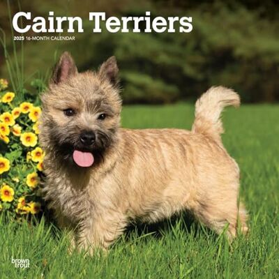 BrownTrout Cairn Terriers Calendrier mural mensuel carré 2025 30,5 x 61 cm Sans plastique Animaux races de chiens BrownTrout Cairn Terriers Calendrier mural mensuel carré 2025 30,5 x 61 cm Sans plastique Animaux races de chiens