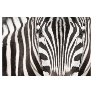 image LAND Zebra