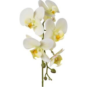 Gasper Phalaenopsis Orchidee Grün H: 45 cm