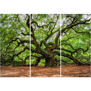 image LAND Verzweigter Baum