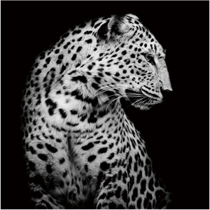 image LAND Leopard in der Nacht