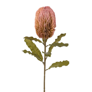 Gasper Banksie rosa H: 65 cm  Rosa