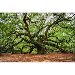 image LAND Verzweigter Baum