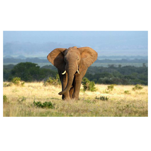 image LAND Einsamer Elefant
