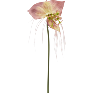 Edg Orchidee grün-pink H: 70 cm  Pink