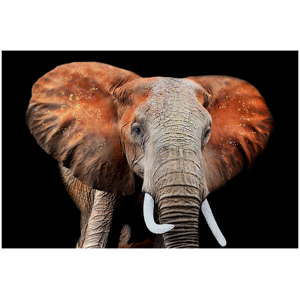 image LAND Afrikanischer Elefant