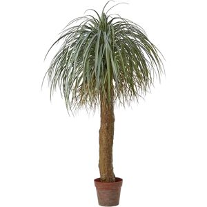 Edg Beaucarnea H: 150 cm