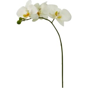 Edg Orchidee  Weiss