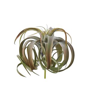 Edg Tillandsia H: 24 cm