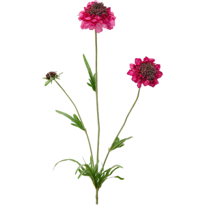 Edg Scabiosa burgund H: 65 cm  Burgund