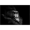 image LAND Gorilla