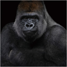 image LAND Gorilla in sw