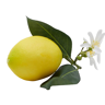 Edg Zitrone mit Blüten H: 12 cm