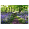 image LAND Wald mit Lavendel 1