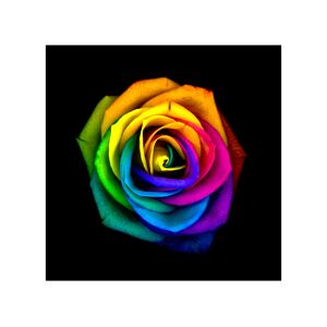ART Rainbow rose