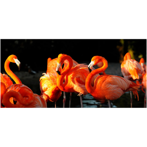 image LAND Flamingos