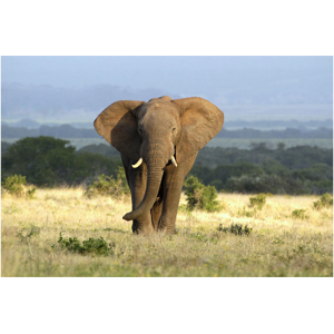 image LAND Elefant in der Steppe