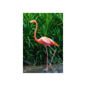 image LAND Eleganter Flamingo