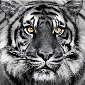 image LAND Tiger in Schwarz und weiss