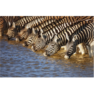 image LAND Zebras am Fluss