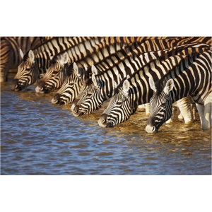 image LAND Zebras am Fluss