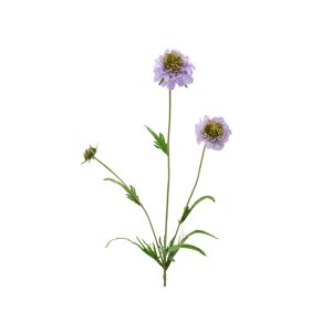Edg Scabiosa lavendel H: 65 cm  Lavendel