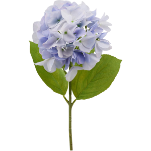 Edg Hortensie hellblau H: 50 cm  Hellblau