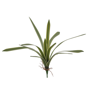 Edg Chlorophytum weiss-grün H: 51 cm