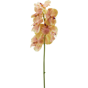 Edg Orchidee Vanda grün-pink H: 93 cm  Pink