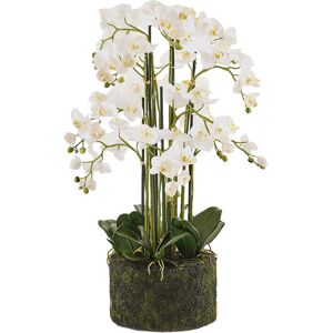 Edg Orchidee Phalaenopsis weiss H: 90 cm