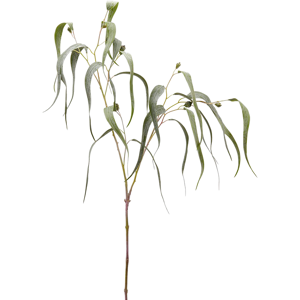 Edg Eucalypthus H: 115 cm