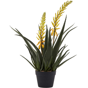 Edg Aloe gelb H: 70 cm  Gelb