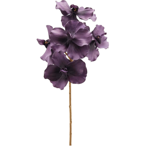 Edg Wanda Orchidee very perry H: 59 cm