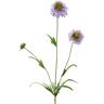 Edg Scabiosa lavendel H: 65 cm  Lavendel