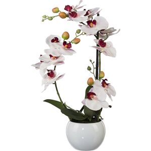 kaiserkraft Phalaenopsis, Höhe 420 mm, im Keramiktopf, Blüten rosa, 3D-Print kaiserkraft Phalaenopsis, Höhe 420 mm, im Keramiktopf, Blüten rosa, 3D-Print