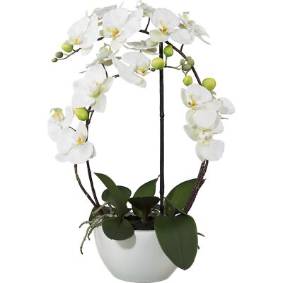 kaiserkraft Phalaenopsis, Höhe 520 mm, im Keramiktopf, Blüten weiß, 3D-Print kaiserkraft Phalaenopsis, Höhe 520 mm, im Keramiktopf, Blüten weiß, 3D-Print