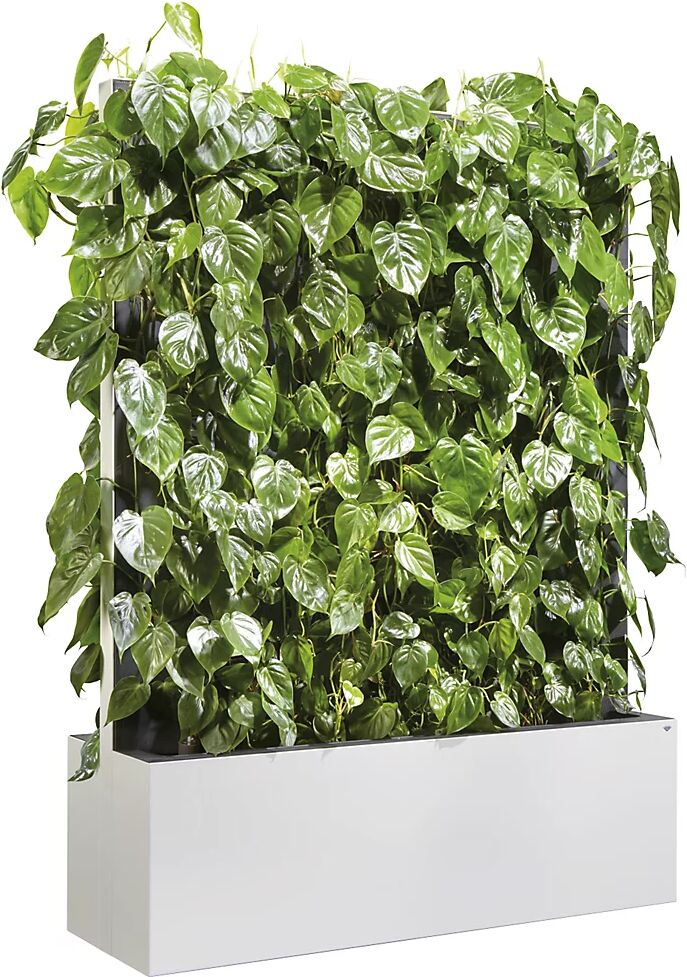 C+P Mobiles Heckenelement mit Philodendron Pflanzenwand weiß, Standard HxBxT 1635 x 1200 x 400 mm