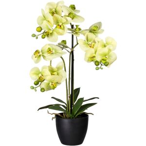 Creativ green Kunstorchidee »Phalaenopsis« grün Größe